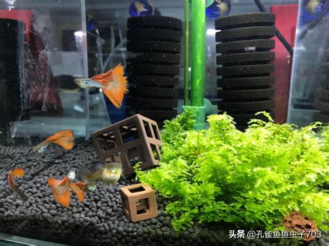 魚缸換水|「魚缸幾天換一次水？養魚專家教你定期換水的重要性。